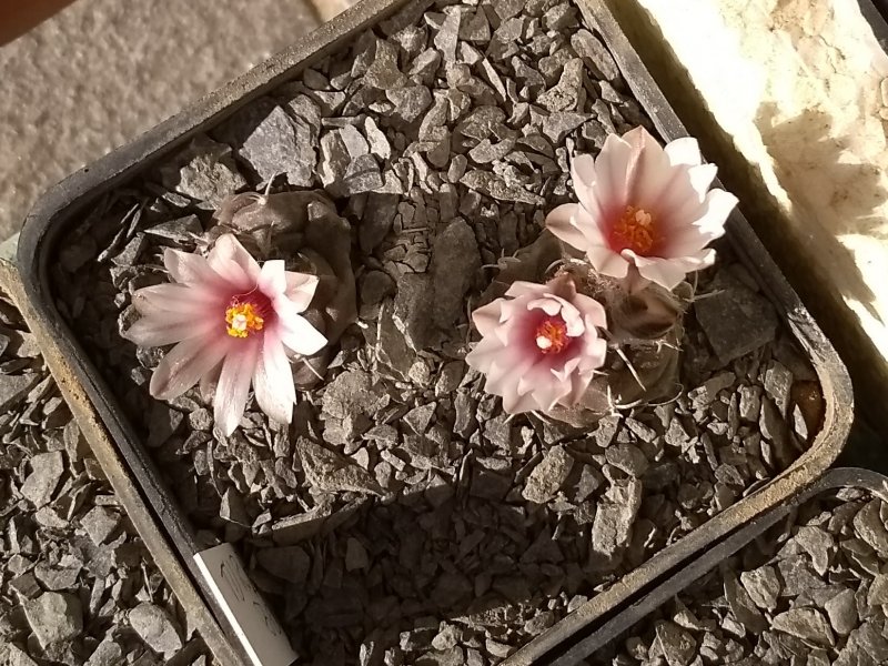 Turbinicarpus bonatzii 