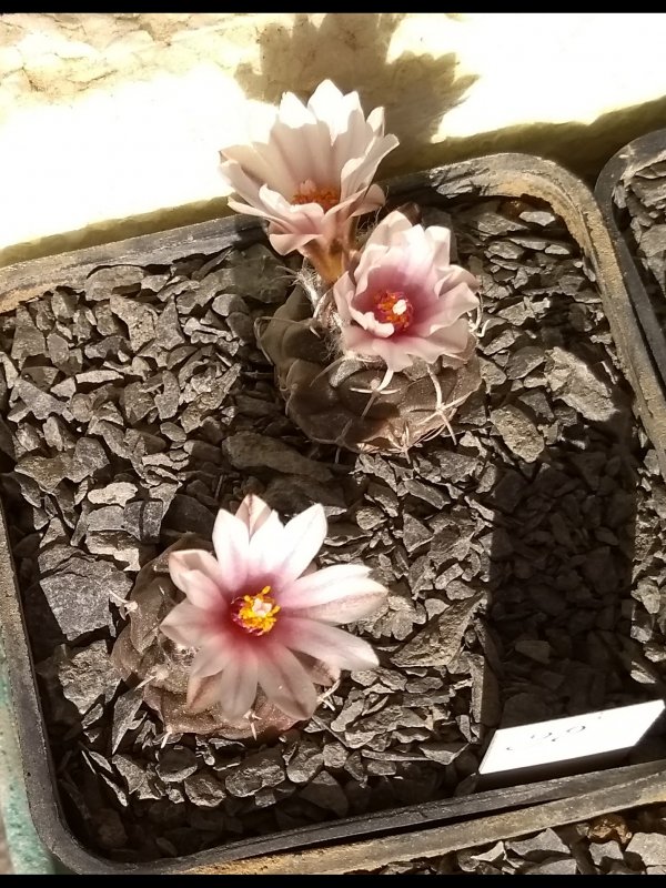 Turbinicarpus bonatzii 