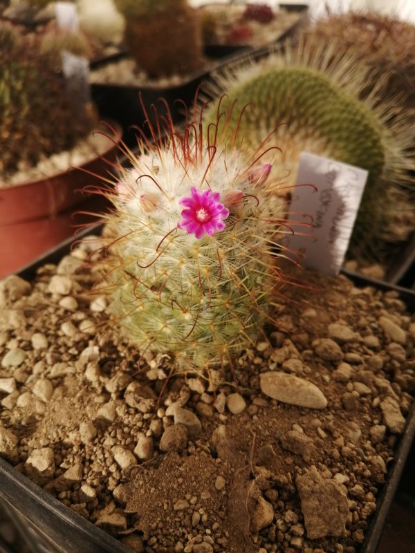 Mammillaria bombycina 