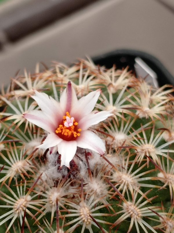 Gymnocactus ysabelae 