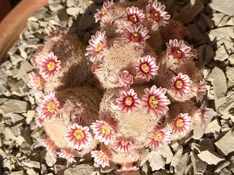 Mammillaria magallanii 