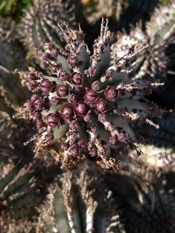 euphorbia horrida