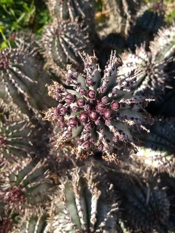 Euphorbia horrida 