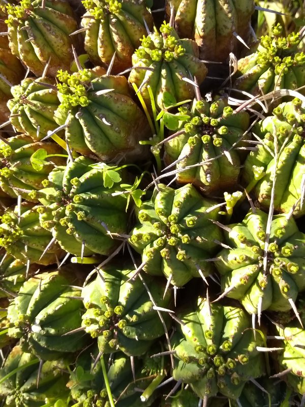 euphorbia ferox