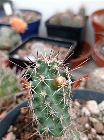 Echinocereus berlandieri v. papillosus 