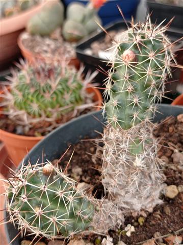 Echinocereus  berlandieri v. papillosus 