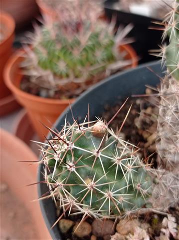 Echinocereus  berlandieri v. papillosus 