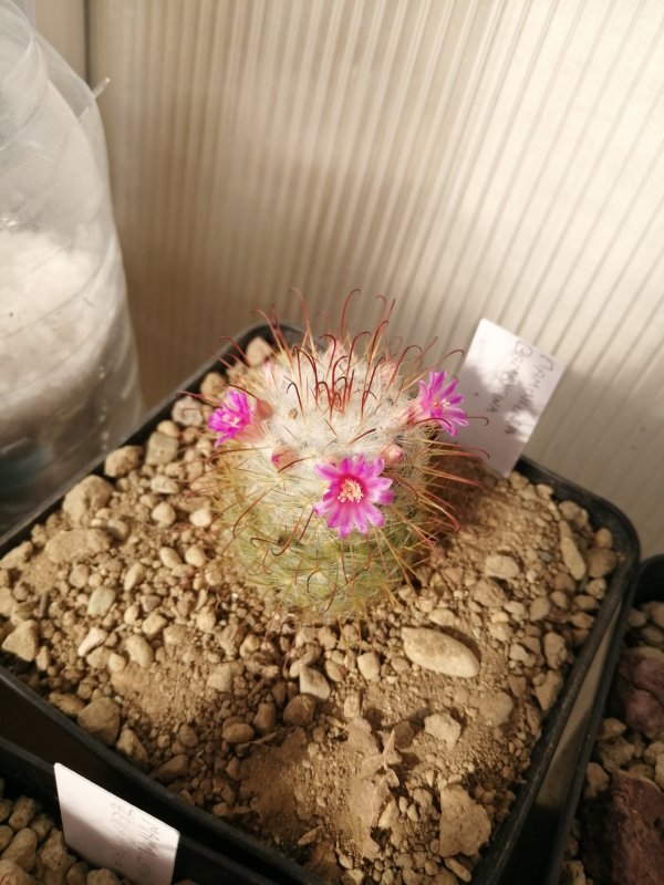 Mammillaria bombycina 