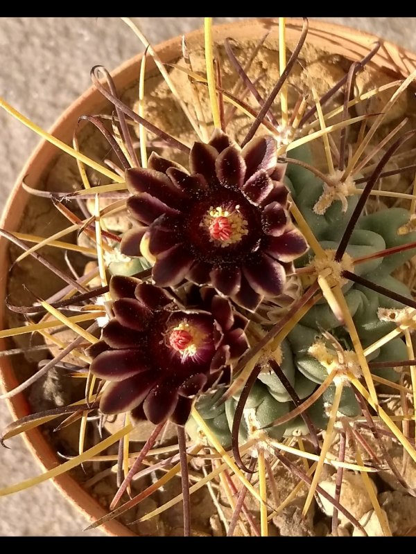 Glandulicactus uncinatus 