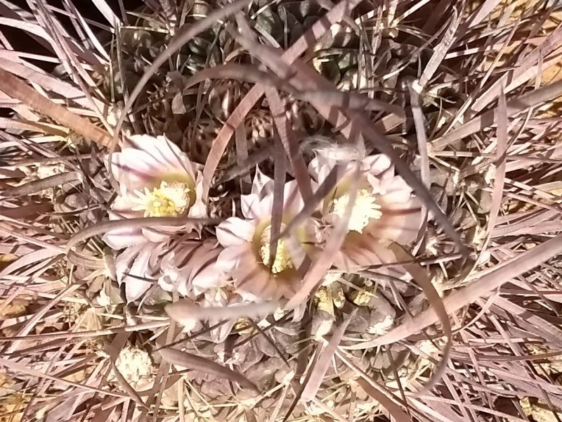 Echinofossulocactus phyllacanthus cv. grandicornis 