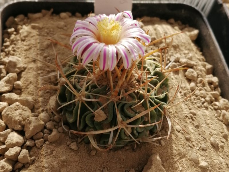 stenocactus kellerianus