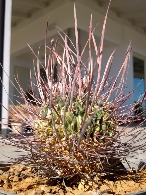 Echinofossulocactus phyllacanthus cv. grandicornis 