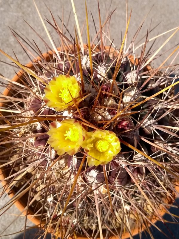 Thelocactus panarottoanus 