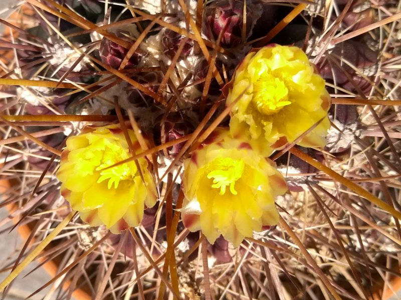 Thelocactus panarottoanus 