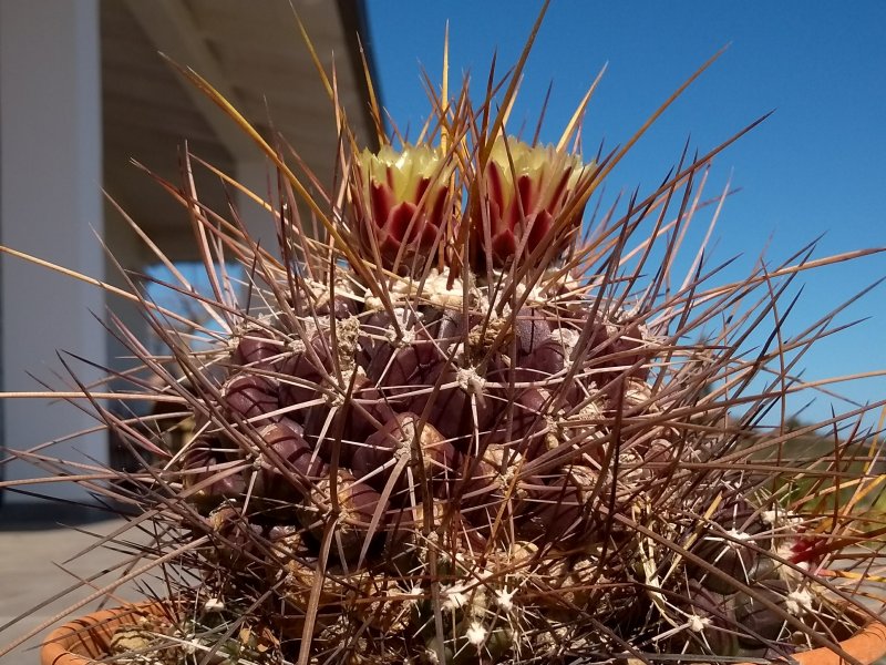 Thelocactus panarottoanus 