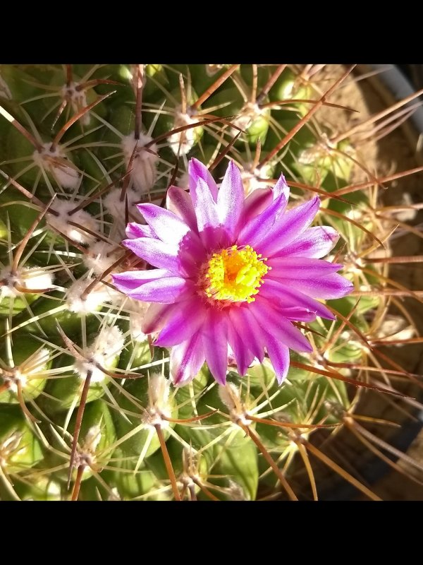 Thelocactus saussieri 