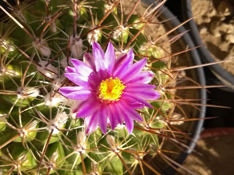 Thelocactus saussieri 