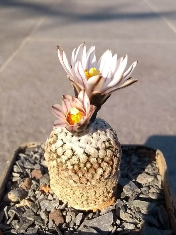 Turbinicarpus valdezianus v. albiflorus 