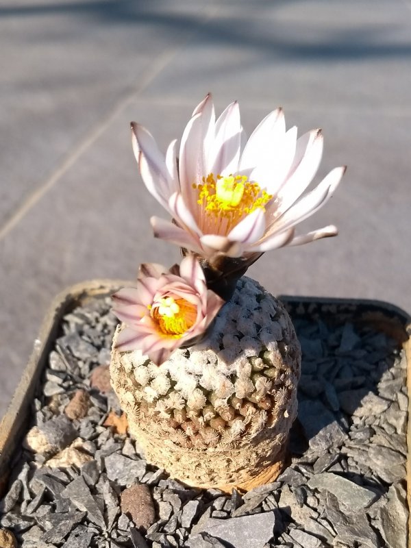 Turbinicarpus valdezianus v. albiflorus 