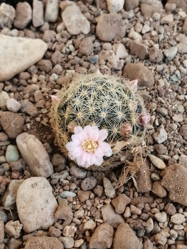 Mammillaria giselae 