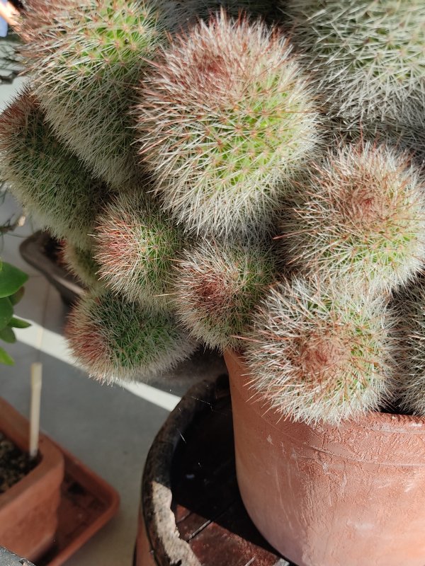 Mammillaria  