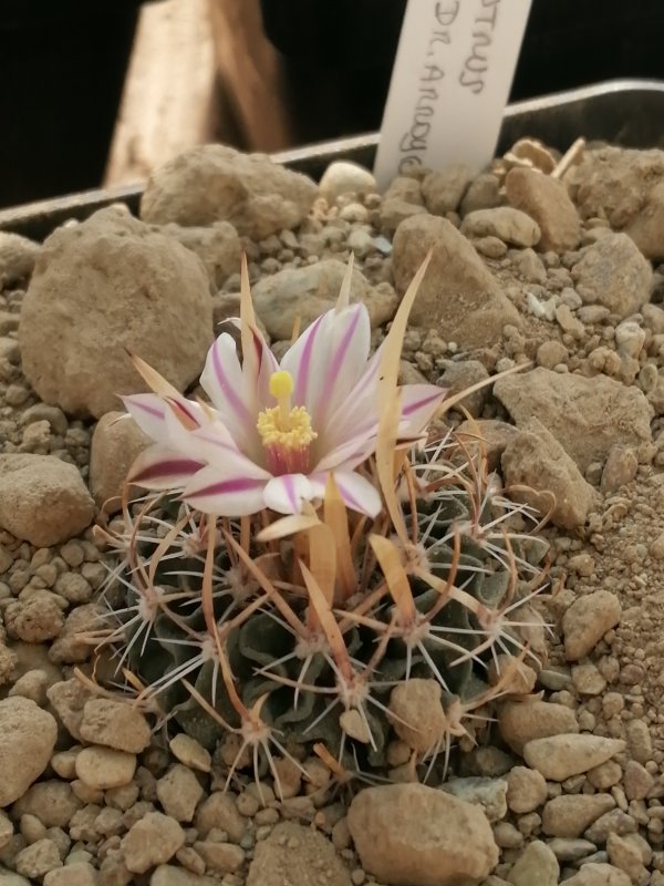 Echinofossulocactus erectocentrus Sb 286