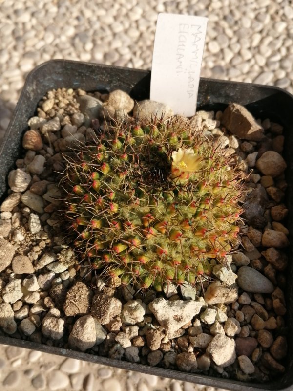 mammillaria eichlamii