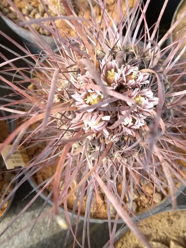 Echinofossulocactus phyllacanthus cv. grandicornis 