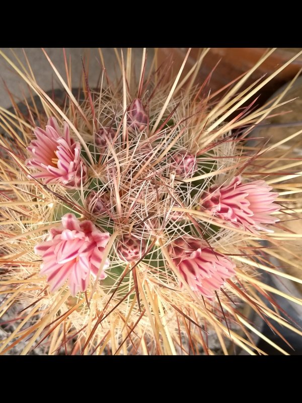 Thelocactus lausseri 