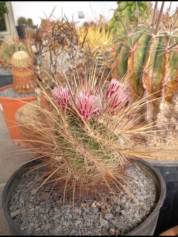 Thelocactus lausseri 