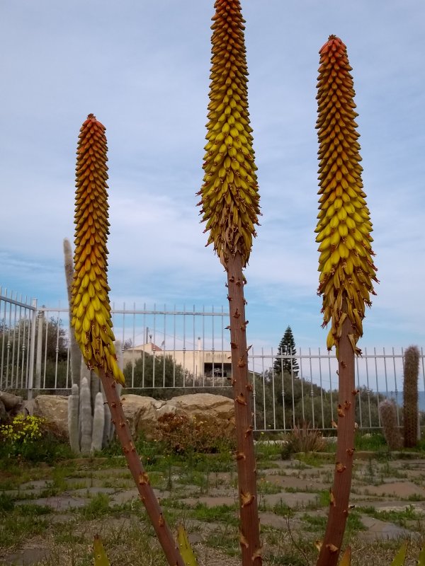 Aloe ferox 