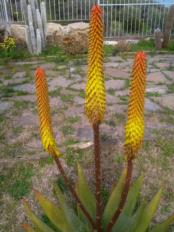 Aloe ferox 