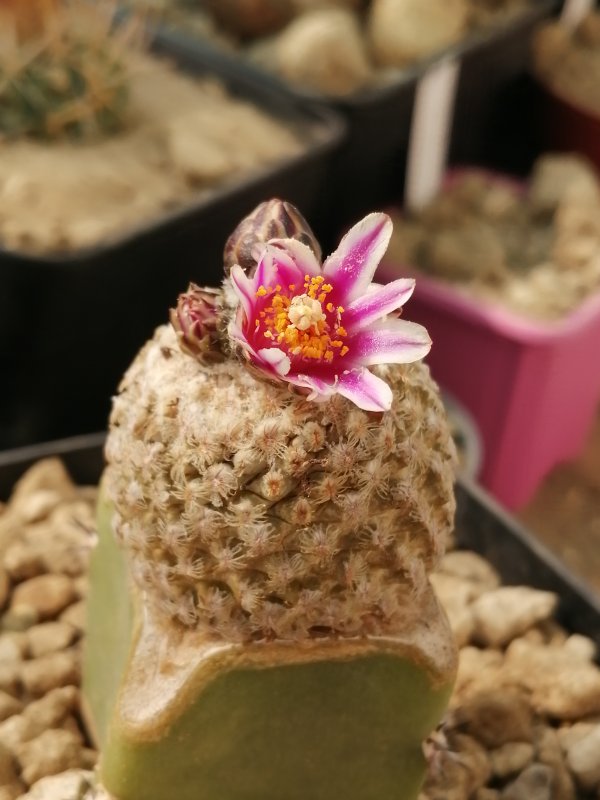 Turbinicarpus valdezianus 