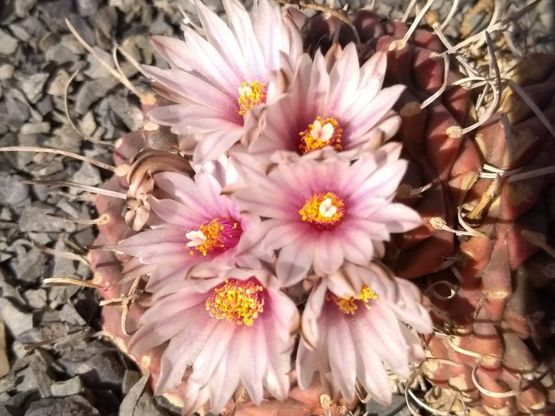 Turbinicarpus bonatzii 