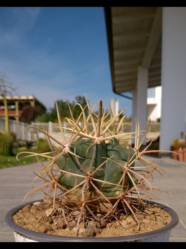 Ferocactus cylindraceus ssp. eastwoodiae Rp74