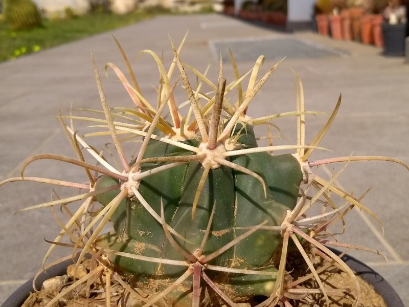Ferocactus cylindraceus ssp. eastwoodiae Rp74