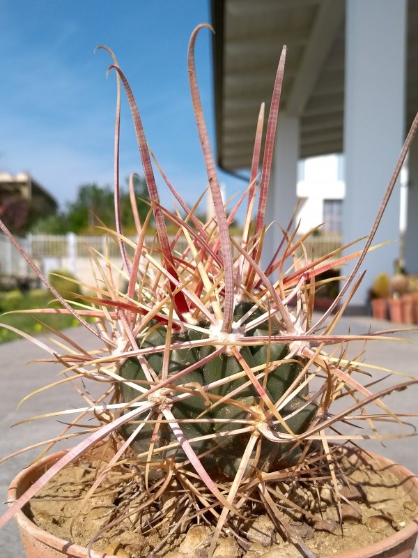 Ferocactus cylindraceus ssp. tortulispinus Zri485/13