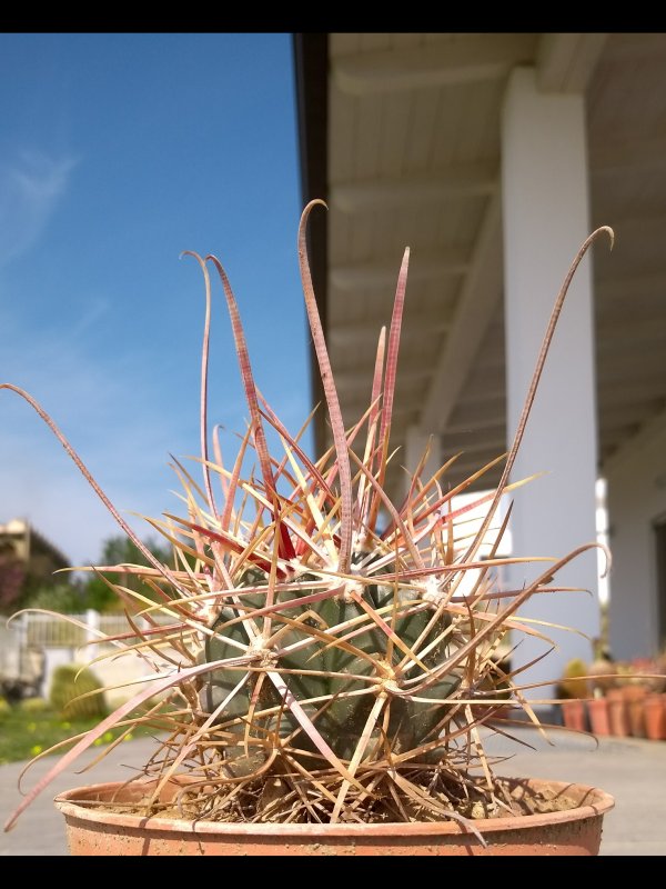Ferocactus cylindraceus ssp. tortulispinus Zri485/13
