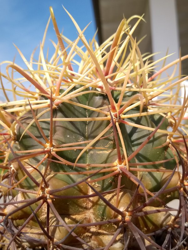 Ferocactus cylindraceus ssp. eastwoodiae Rp74