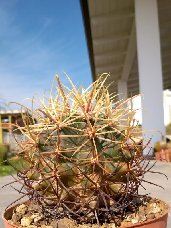 Ferocactus cylindraceus ssp. eastwoodiae Rp74