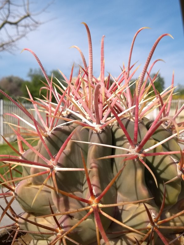 Ferocactus cylindraceus ssp. eastwoodiae Rp74