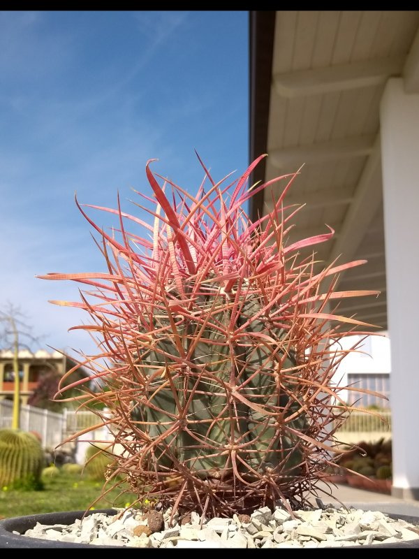 Ferocactus cylindraceus ssp. tortulispinus 