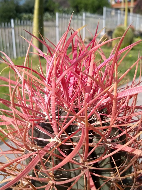 Ferocactus cylindraceus ssp. tortulispinus 