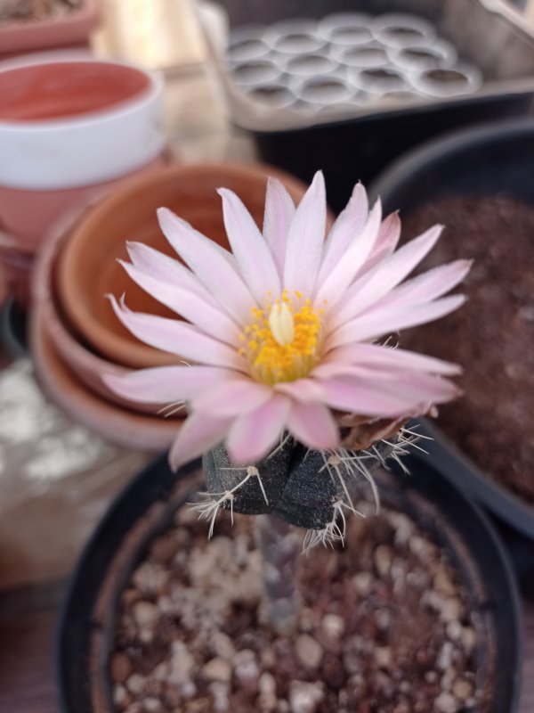 Echinocereus knippelianus ssp. reyesii 