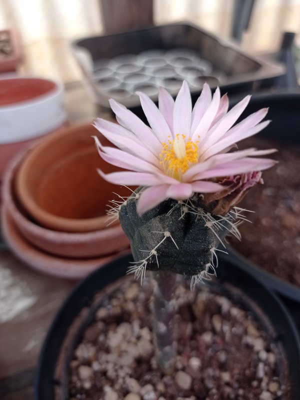 echinocereus knippelianus ssp. reyesii