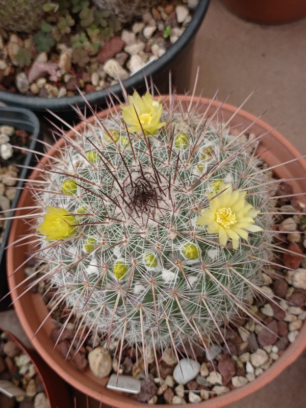 Mammillaria cobrensis ROG642