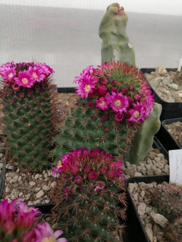 Mammillaria backebergiana 