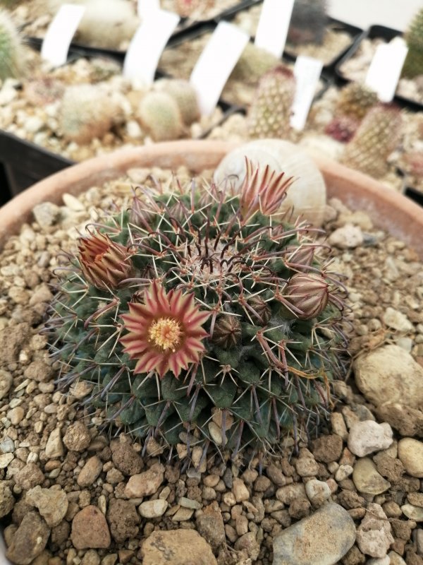 Mammillaria uncinata 