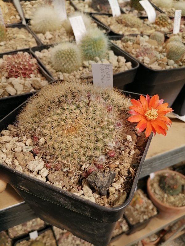 Rebutia flavistyla 