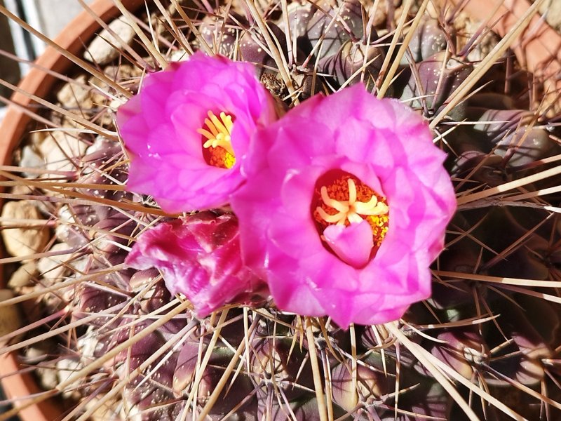 Thelocactus rinconensis ssp. freudenbergeri 